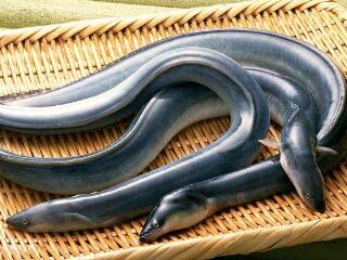 毛十八发表的鳗鱼灭绝言论 毛十八呼吁保护濒危动物获赞