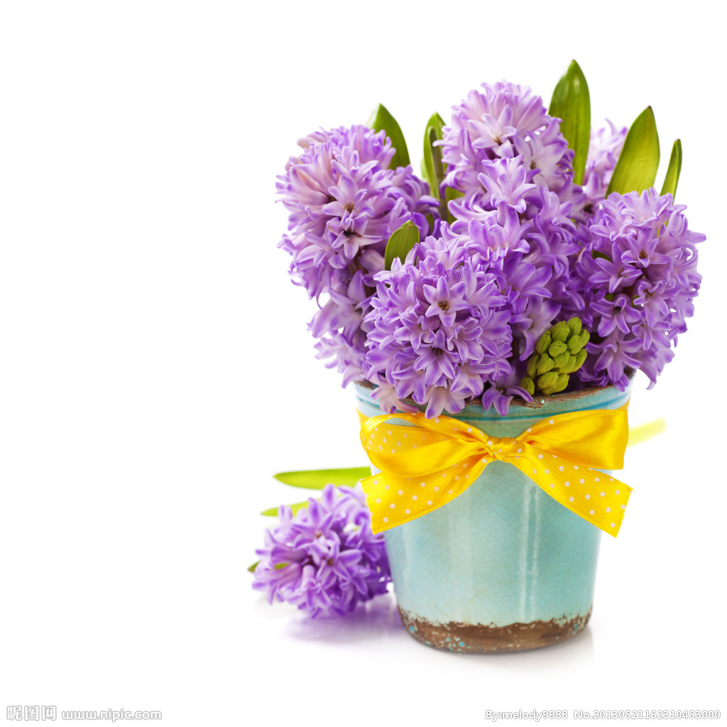 风信子图片美若景，花语更是动人！