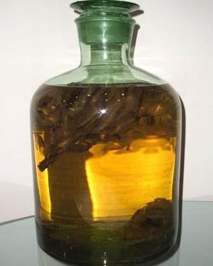 补肾壮阳酒，喝健康酒强体壮阳！