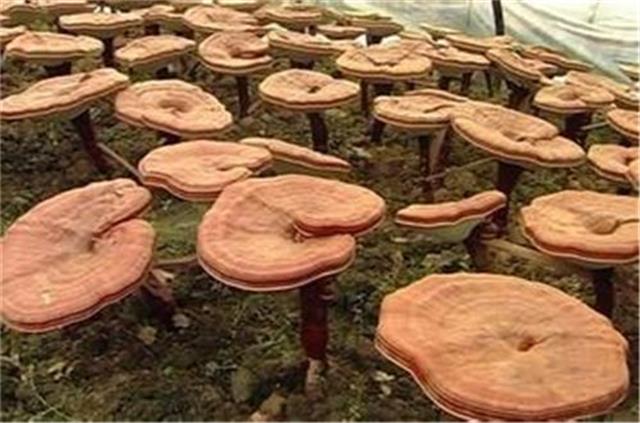 灵芝是个好东西，灵芝的功效与作用看这！