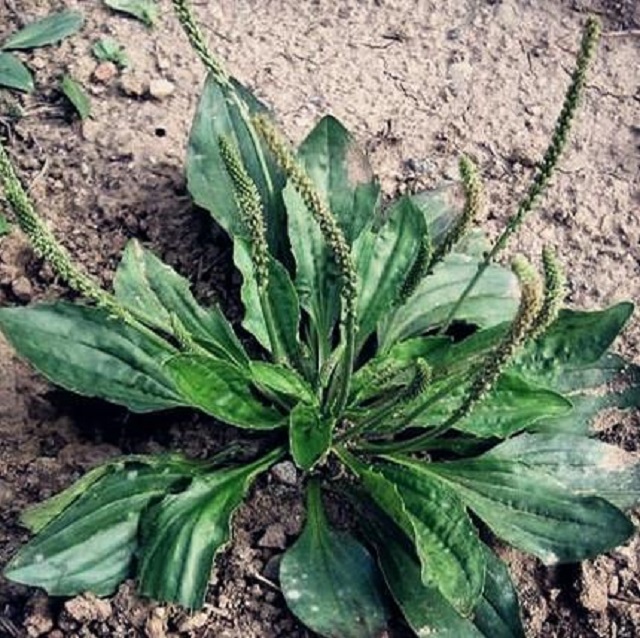 车前草的功效与作用不知道？田间随处可见的好药！