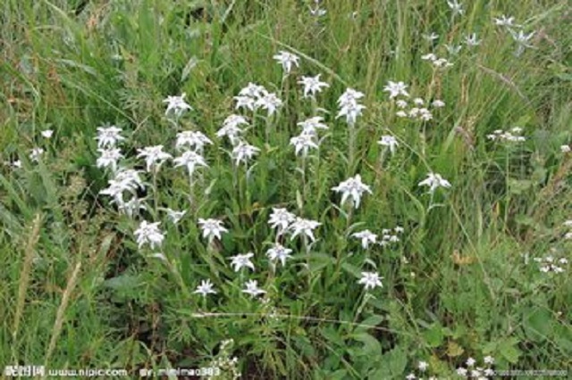 雪绒花，你真的以为是你熟悉的歌曲？快来看看吧