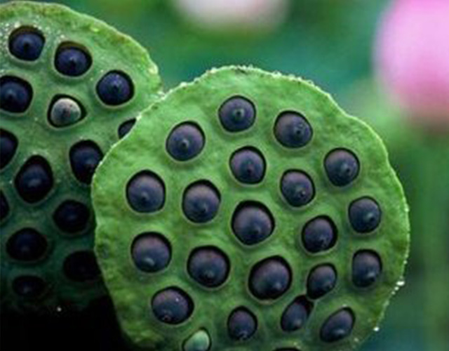 养生课堂开讲啦：莲子的功效与作用？