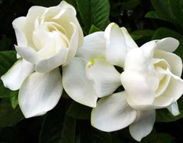 花类小百科：关于栀子花你不知道的事