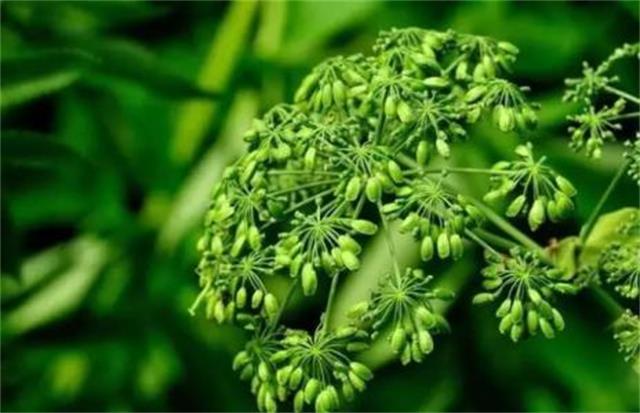 白芷是什么？白芷的功效与作用你知道吗？