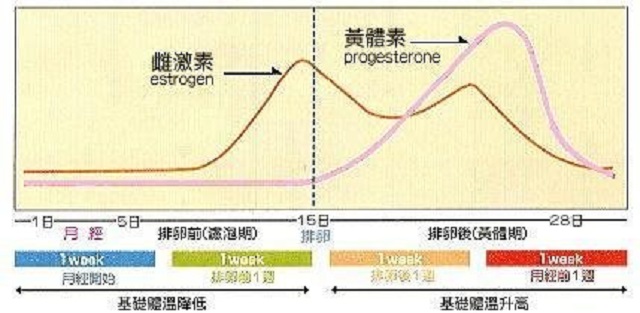 月经周期怎么算？看看这里就知道答案啦
