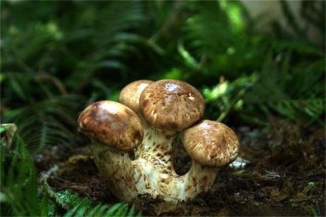 松茸知识大普及，想了解的看这里！
