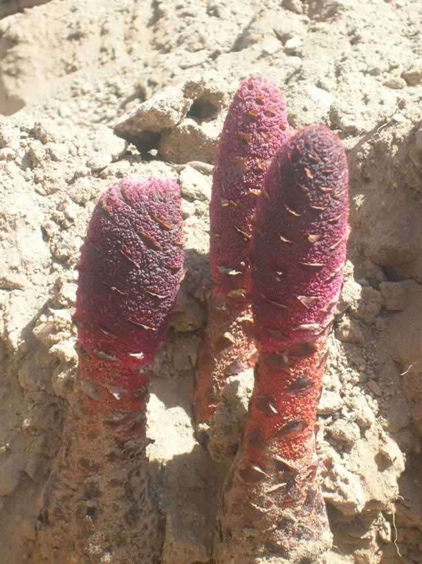 锁阳的功效与作用，传说中的“不老药”！