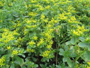 救心菜是什么菜？真的可以救“心”吗？